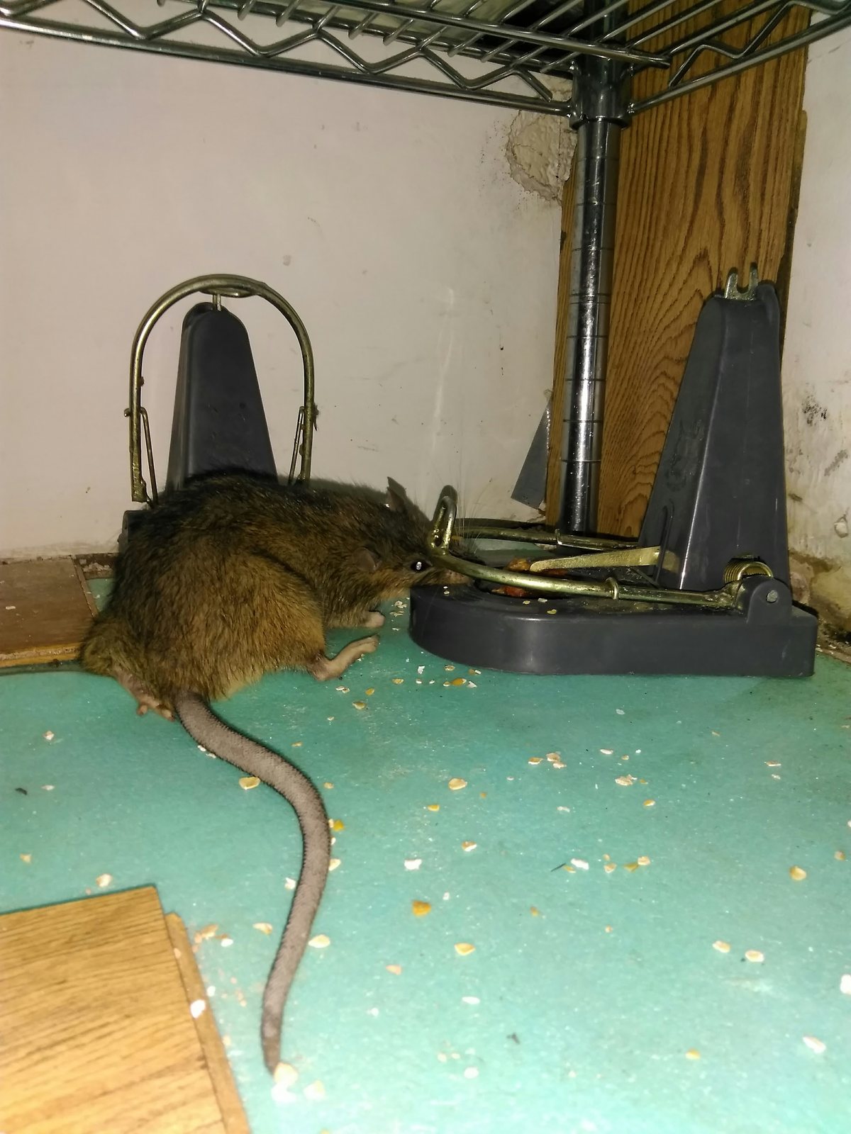 A rat caught in a trap under kitchen shelving