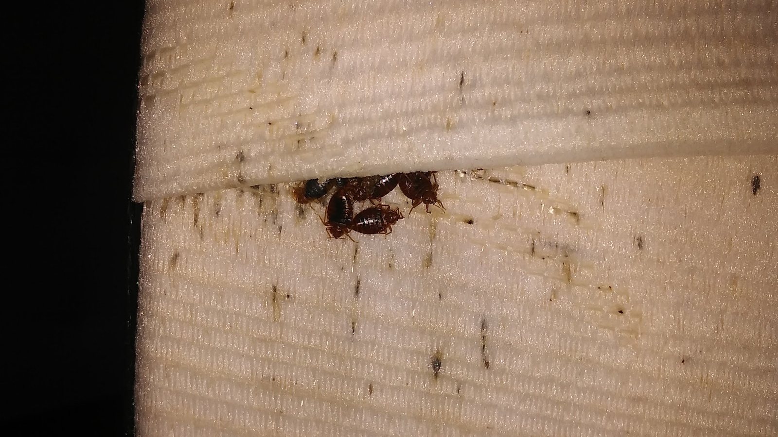 A cluster of bedbugs hiding in the seam of a mattress