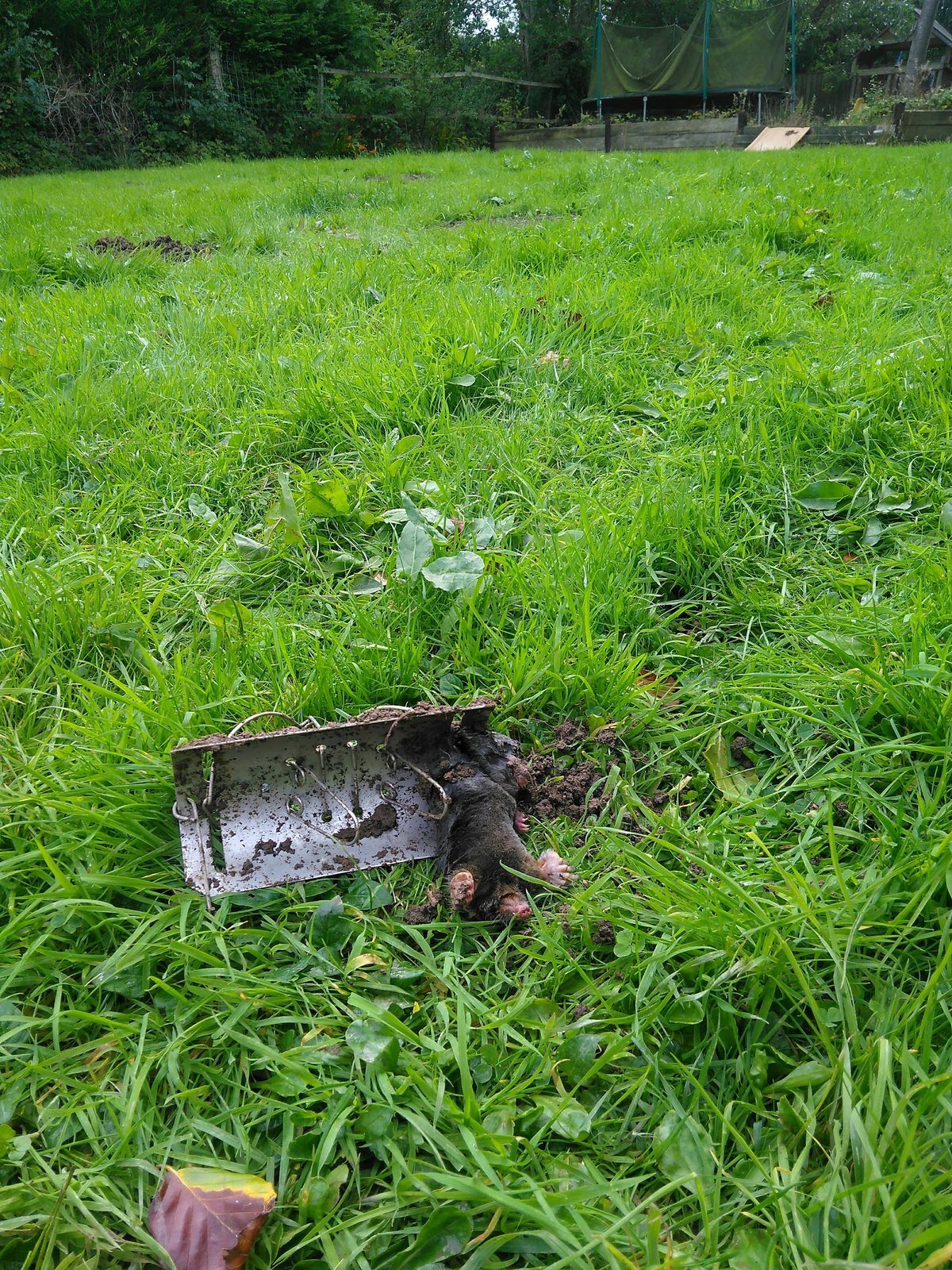A mole caught in a trap on a lawn