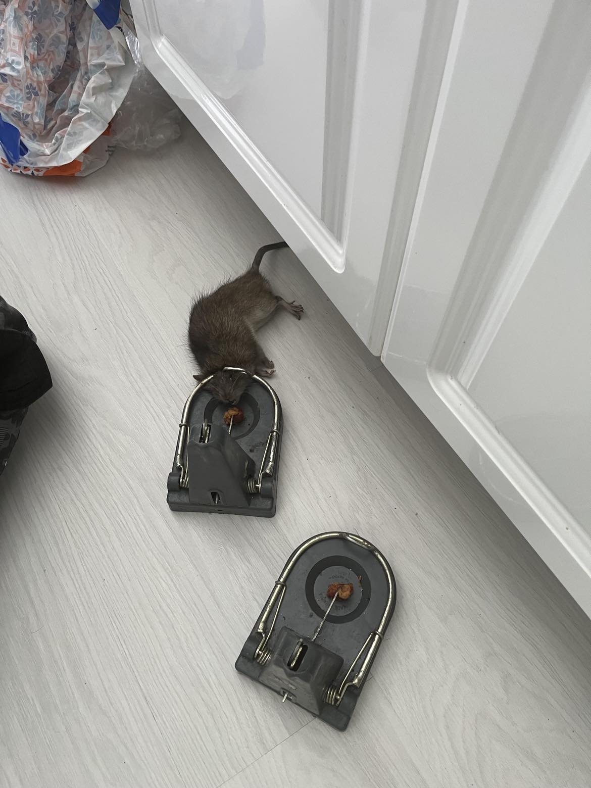 Two snap traps on a hallway floor, one with a mouse caught in it