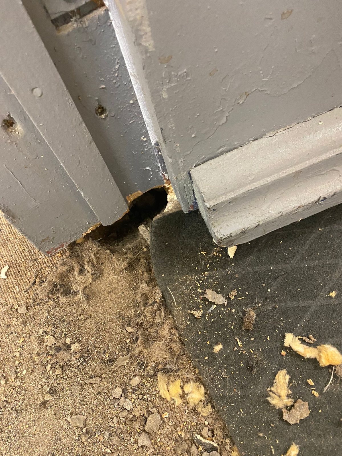 A gnawed gap at the bottom of a door frame where rodents were getting in