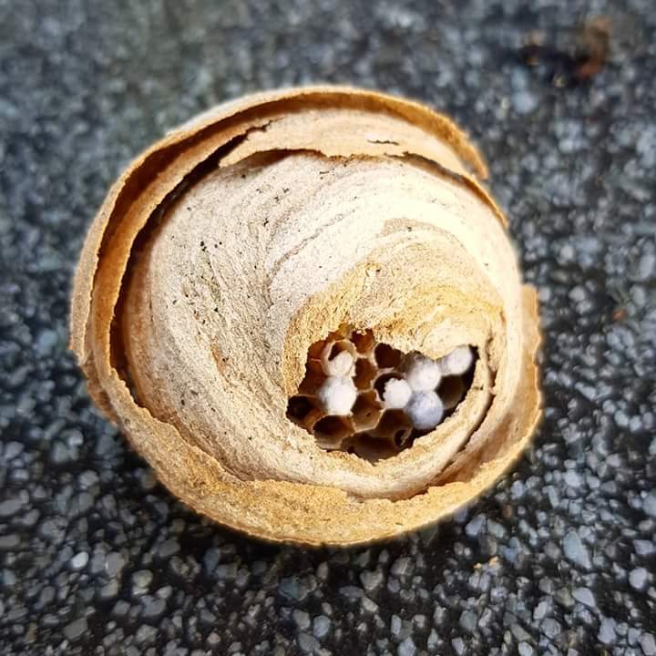 A wasp nest Kev has taken down, cut open to show the cells inside