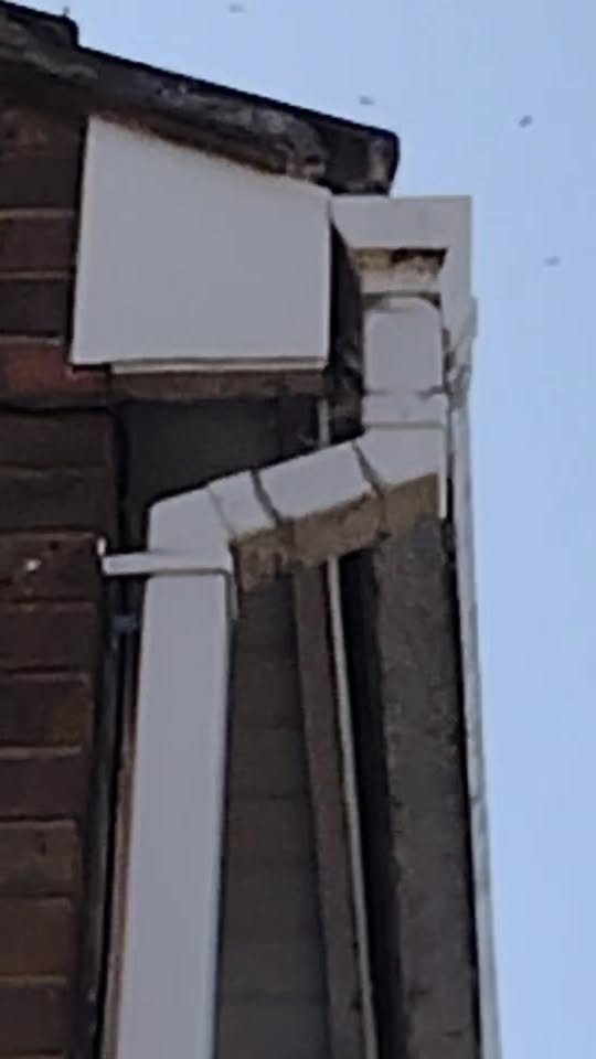 Wasps flying round the corner of a house where the soffit meets the downpipe