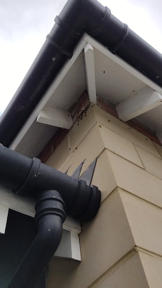 Wasps at a gap under white soffit boards